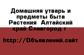 Домашняя утварь и предметы быта Растения. Алтайский край,Славгород г.